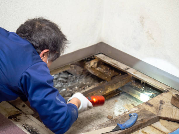 Best Mold Removal Company Near Me  in Circleville, OH
