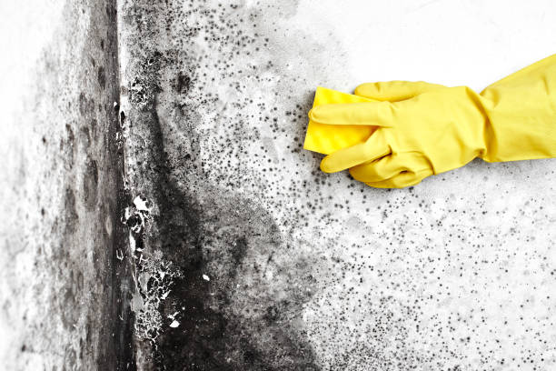 Office Mold Removal Services in Circleville, OH