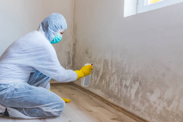 Best Attic Mold Removal  in Circleville, OH