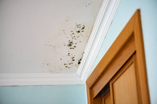 Best Commercial Mold Removal  in Circleville, OH