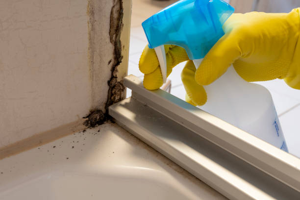 Best Emergency Mold Removal  in Circleville, OH