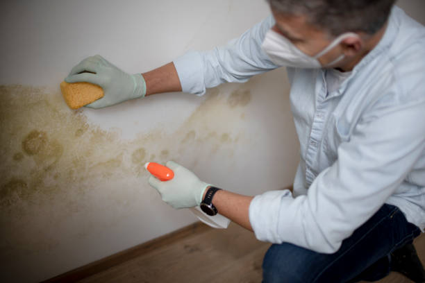 Best Professional Mold Removal  in Circleville, OH