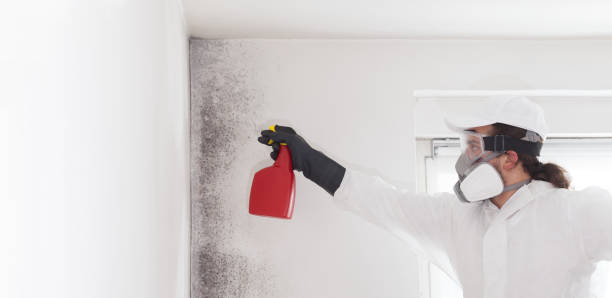 Best Best Mold Removal Companies  in Circleville, OH