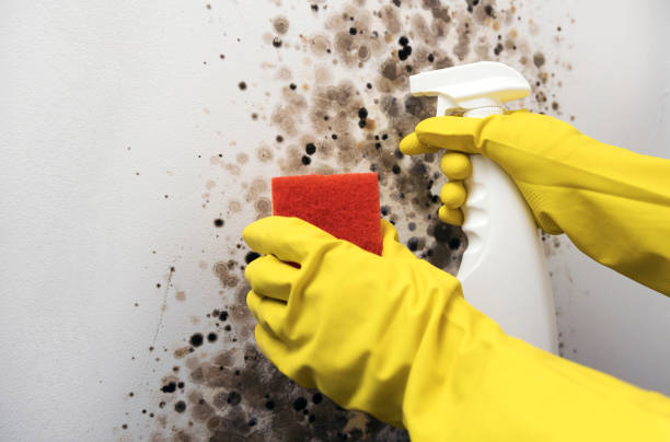 Best Fast Mold Removal  in Circleville, OH