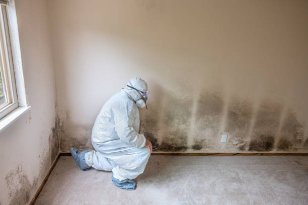 Best Mold Cleaning Services  in Circleville, OH