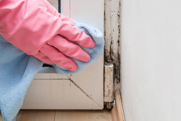 Best Office Mold Removal Services  in Circleville, OH