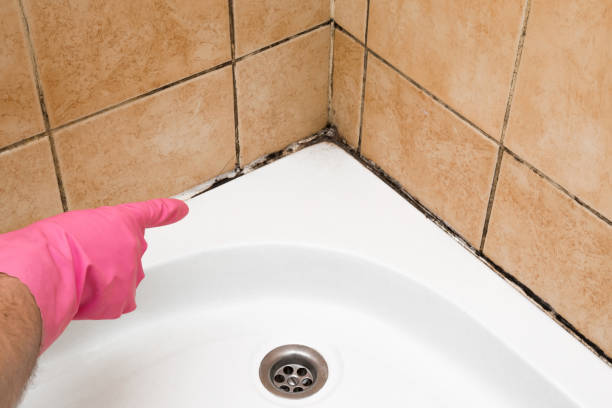 Best Home Mold Removal  in Circleville, OH